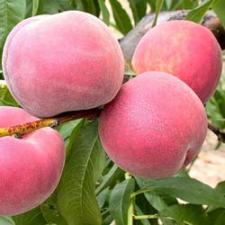 Peach tree with yellow flesh